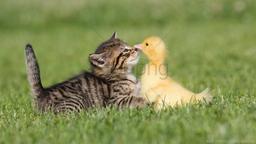 duckling friendship grass kitten wallpaper PNG for t-shirt designs