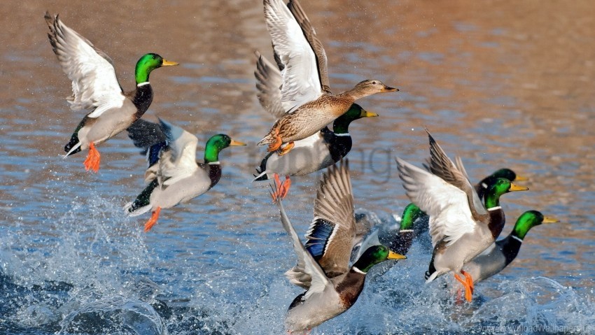 ducks flying lake river splash wallpaper Clear PNG graphics free