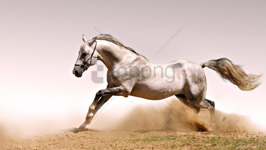 dust grass horse jump wallpaper PNG images with alpha transparency wide collection