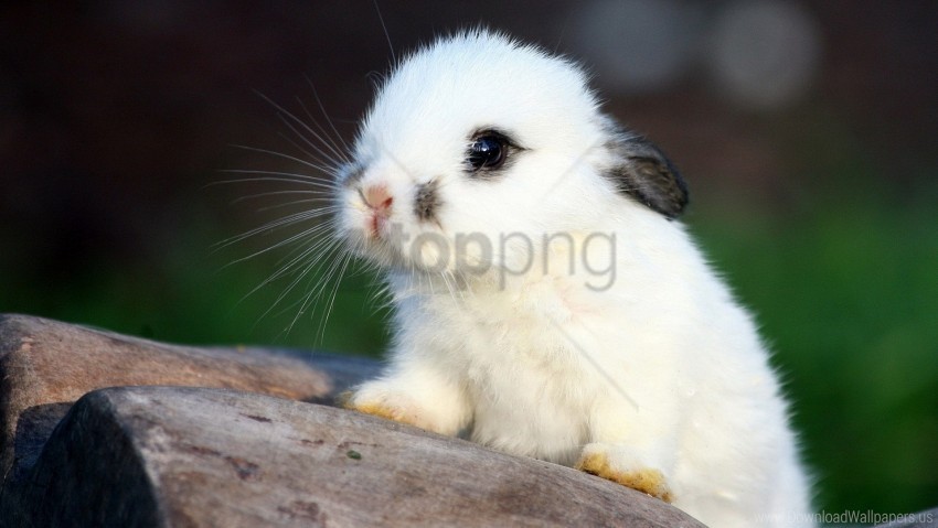 ears face fear rabbit spotted wallpaper PNG transparent images for websites