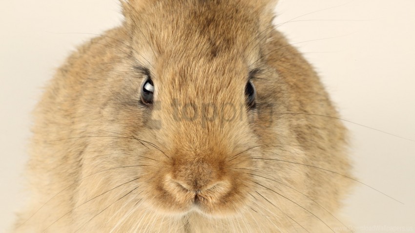 ears face rabbit whiskers wallpaper PNG file without watermark