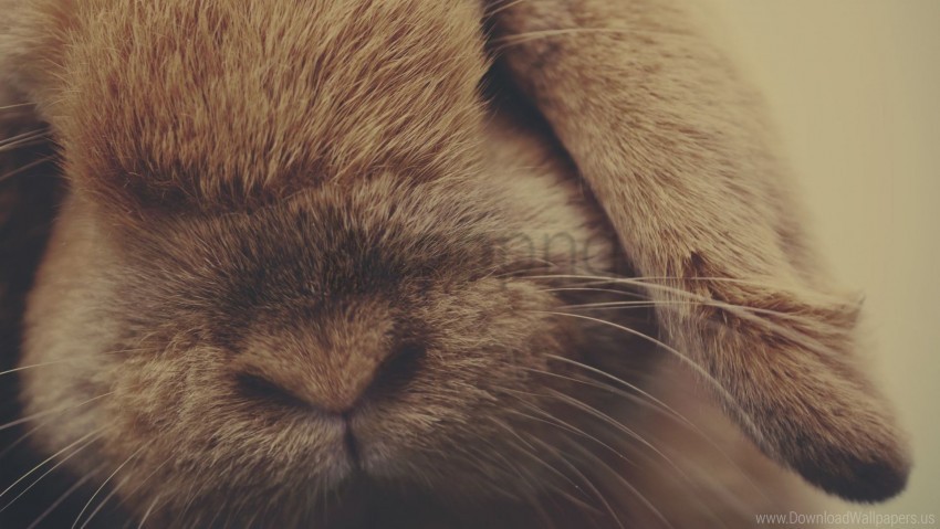 ears fur nose rabbit shade wallpaper Transparent PNG Isolated Illustrative Element