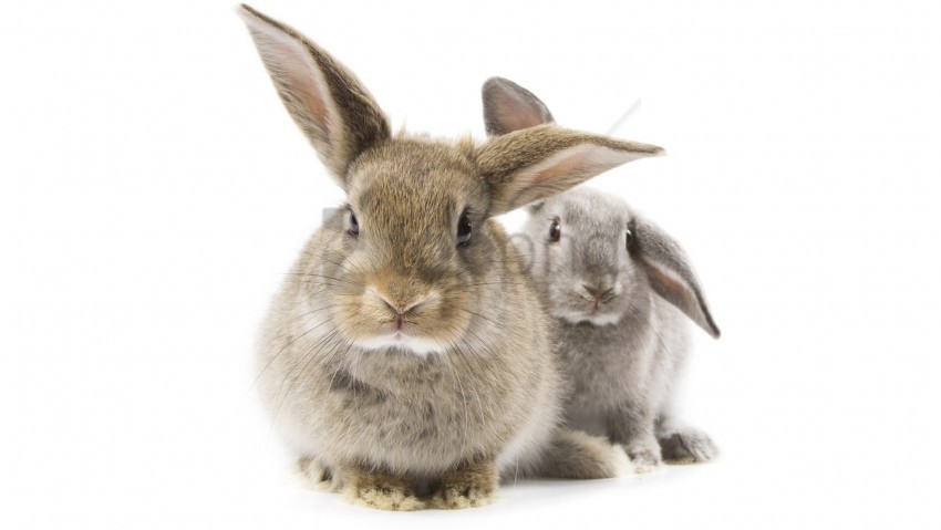ears furry animal gray rabbit wallpaper Transparent PNG images bulk package