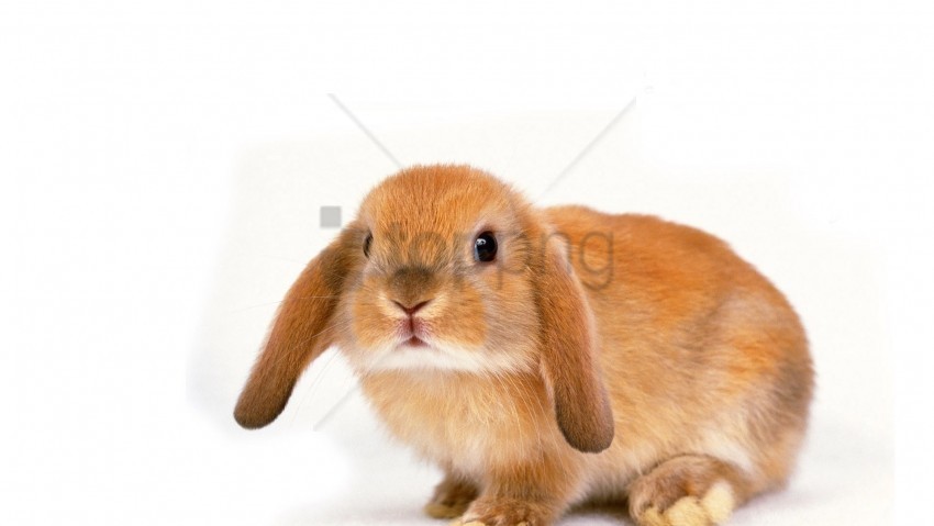 ears shoot rabbit small wallpaper PNG photo with transparency