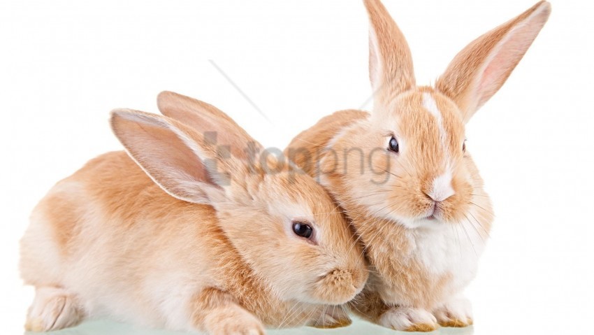ears rabbit snout white wool wallpaper Isolated Object in HighQuality Transparent PNG