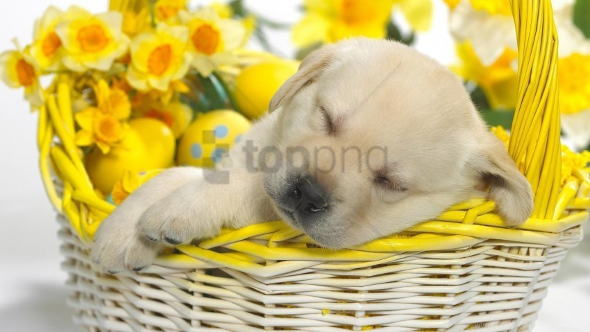 easter eggs flowers labrador puppy shopping sleeping wallpaper High-resolution transparent PNG images