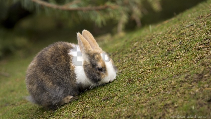 eating grass rabbit spotted walk wallpaper Free PNG images with transparent layers