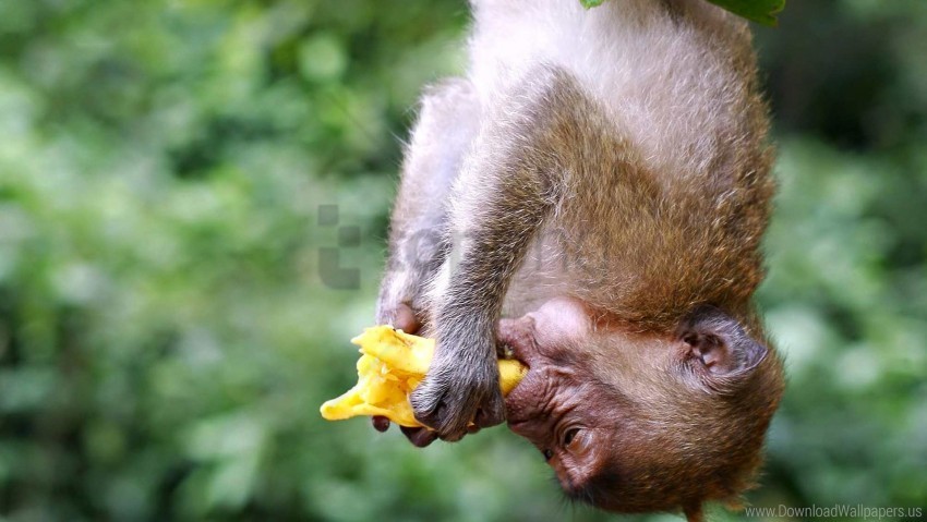 eating hanging monkey wallpaper PNG Isolated Object with Clarity