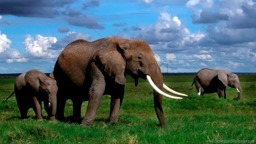 elephant grass herd tusks walk wallpaper PNG transparent images for printing