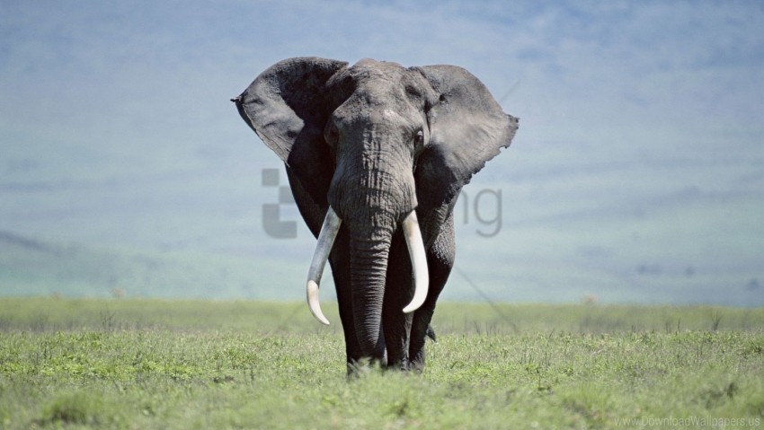 elephant grass large walk wallpaper PNG Graphic Isolated on Clear Background