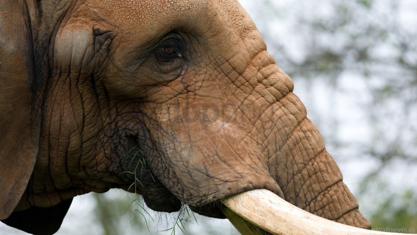 elephant head pro trunk tusks wallpaper PNG with transparent background for free