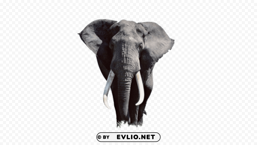 elephant photo Clean Background Isolated PNG Design