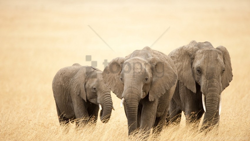 elephants family grass walk wallpaper High Resolution PNG Isolated Illustration