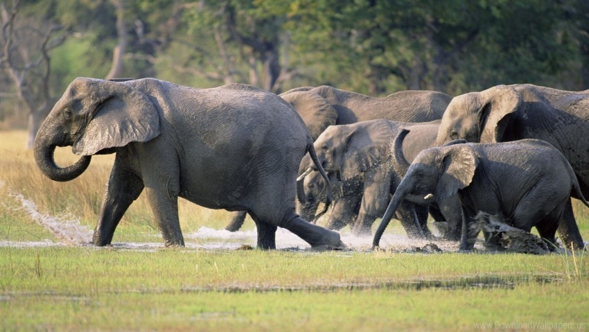 elephants grass herd run tramp wallpaper High-resolution PNG images with transparency