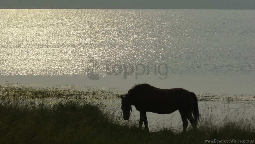evening grass river silhouette horse summer wallpaper PNG graphics with transparency