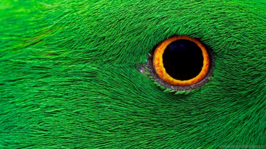 eye parrot wallpaper PNG Image Isolated with Transparent Clarity