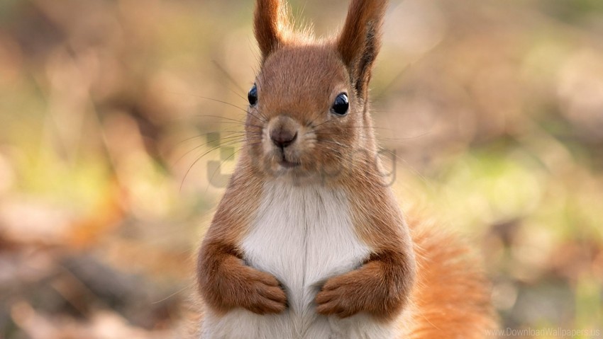 Eyes Face Feet Squirrel Wallpaper Isolated Character With Clear Background PNG