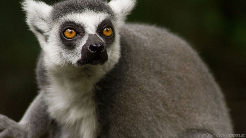 eyes face hair lemur nose wallpaper PNG files with no backdrop required