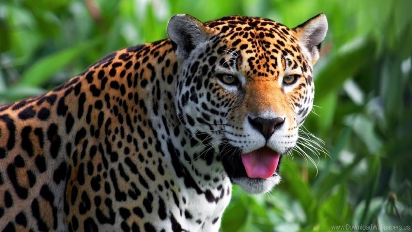 eyes face jaguar predator wallpaper Transparent PNG images complete package