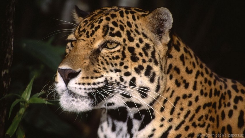 Eyes Face Jaguar Predator Wallpaper Isolated Subject On HighQuality PNG