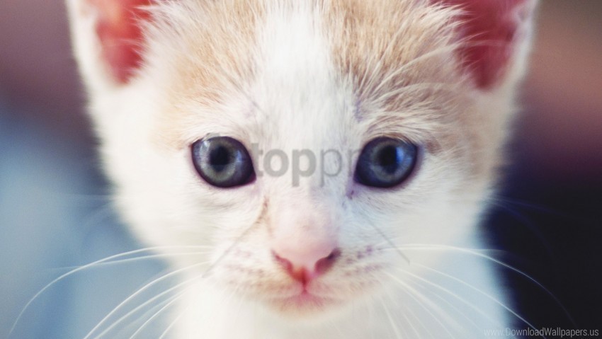 eyes face kitten light wallpaper Free PNG images with alpha transparency