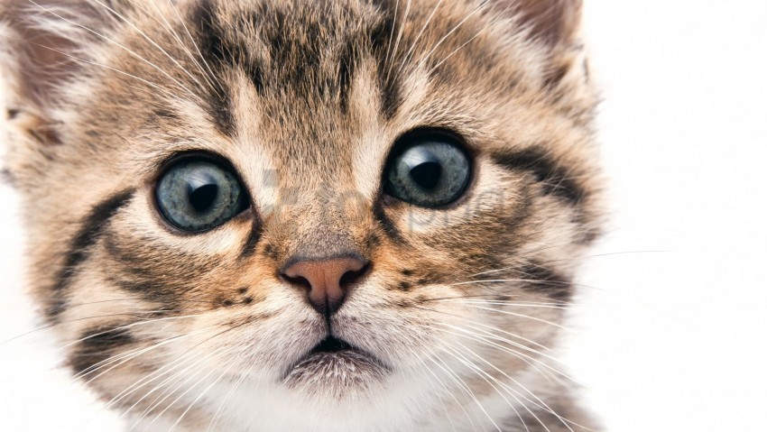 eyes face kitten wallpaper Transparent PNG Artwork with Isolated Subject