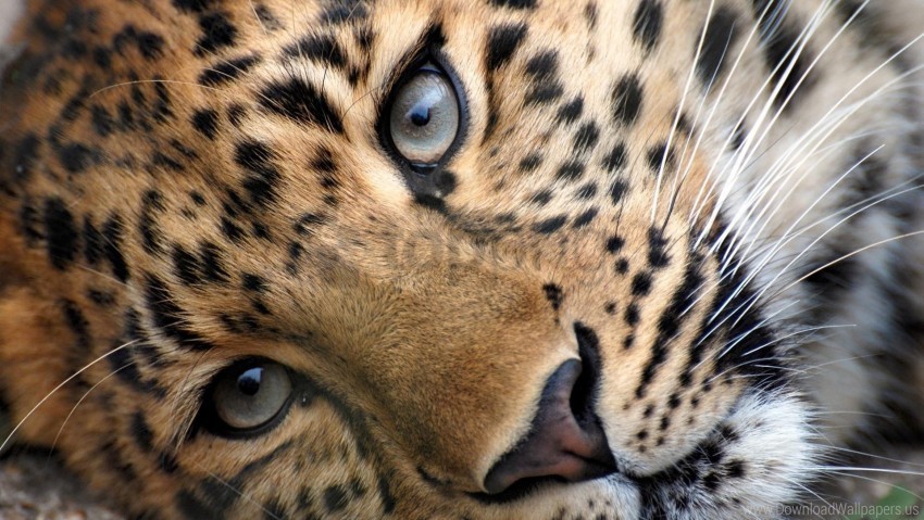 eyes face leopard spotted wallpaper High-resolution transparent PNG images variety