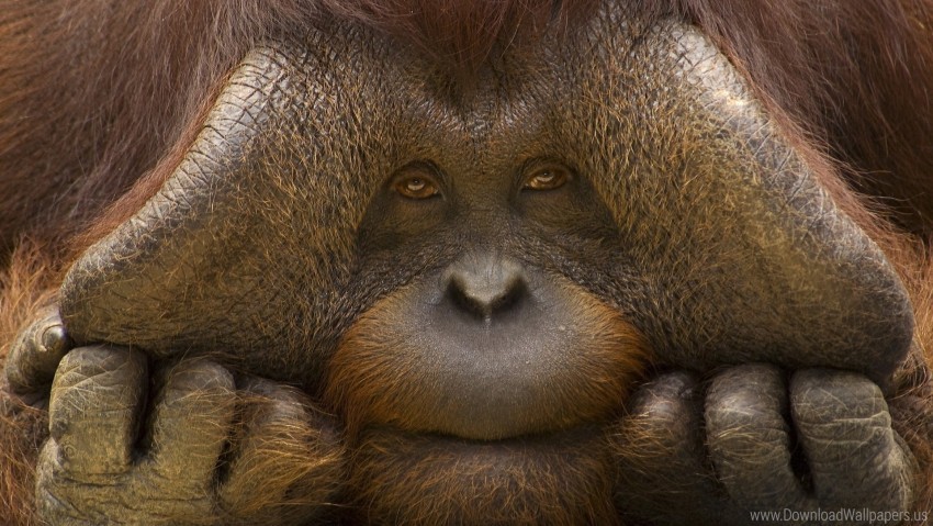 eyes face monkey orangutan wallpaper HighResolution Transparent PNG Isolation