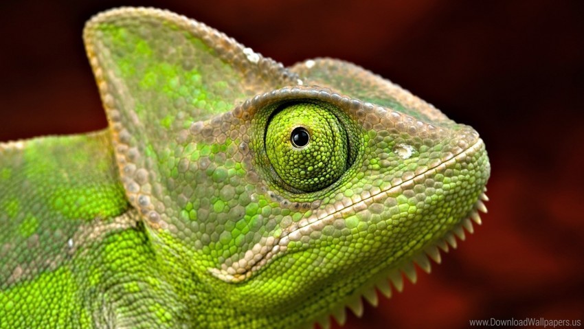 eyes head iguana scales wallpaper PNG Image Isolated with Transparent Clarity