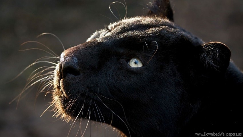 eyes head panther whiskers wallpaper PNG Image with Isolated Subject