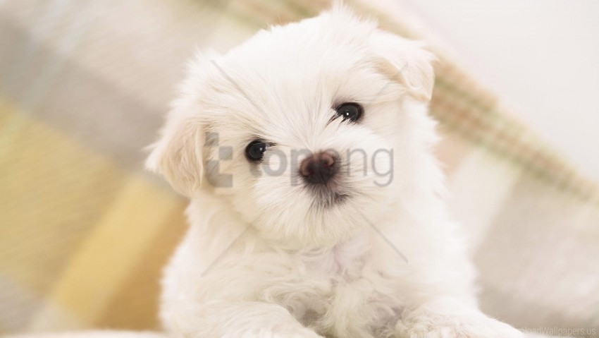 eyes little puppy snout white wallpaper ClearCut Background PNG Isolated Subject