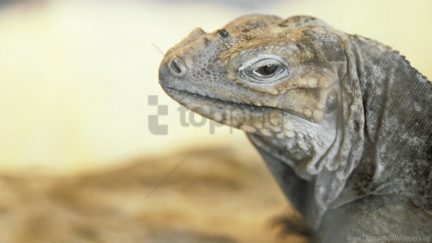 eyes lizard monitor lizard wallpaper Isolated Character with Clear Background PNG