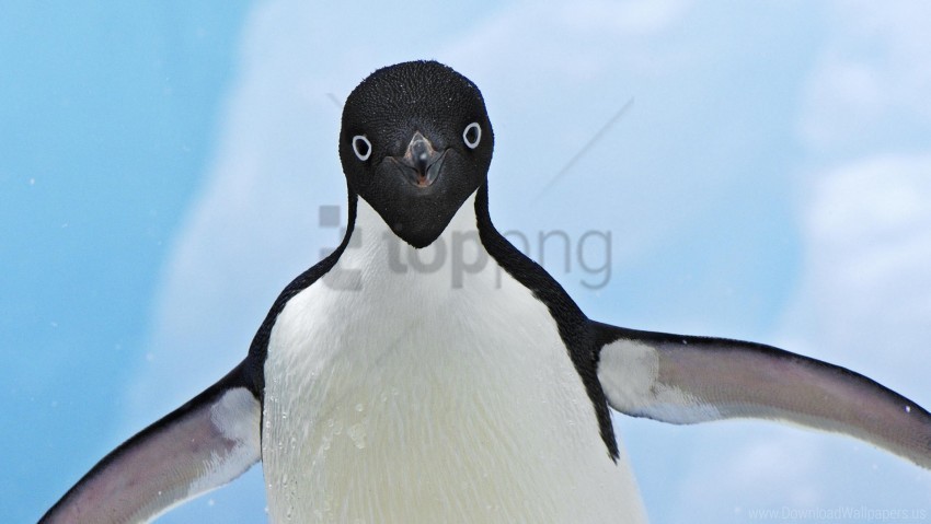 face flap penguin wings wallpaper PNG images with transparent elements