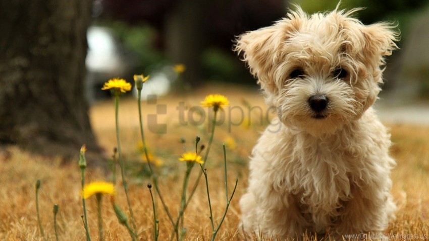 face flowers grass puppy wallpaper PNG images with clear backgrounds