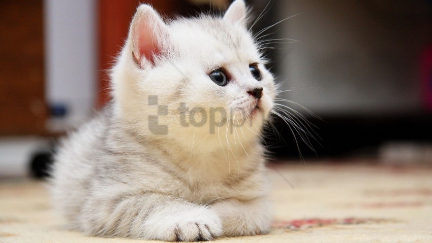 face fluffy kid kitten playful wallpaper Clear Background PNG Isolated Graphic