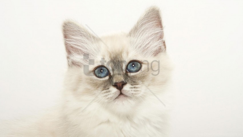face fluffy kitty light wallpaper High-resolution transparent PNG images set
