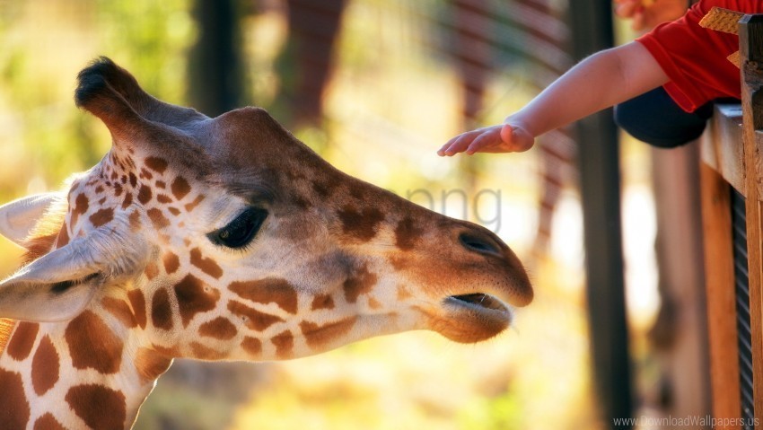 face giraffe hand head mottled zoo wallpaper PNG Graphic Isolated on Transparent Background