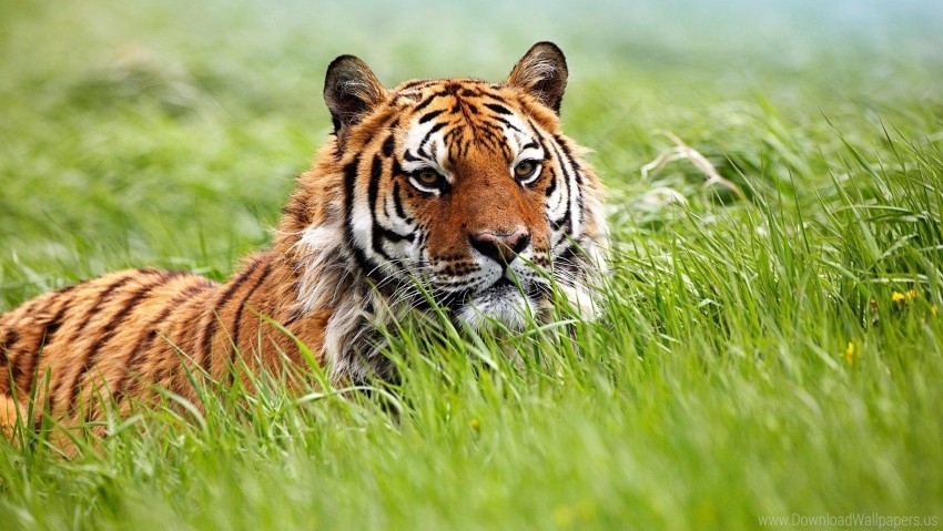 face grass hunting tiger wallpaper Transparent Background Isolated PNG Art