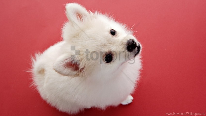 face hair kid puppy wallpaper High-resolution transparent PNG images variety