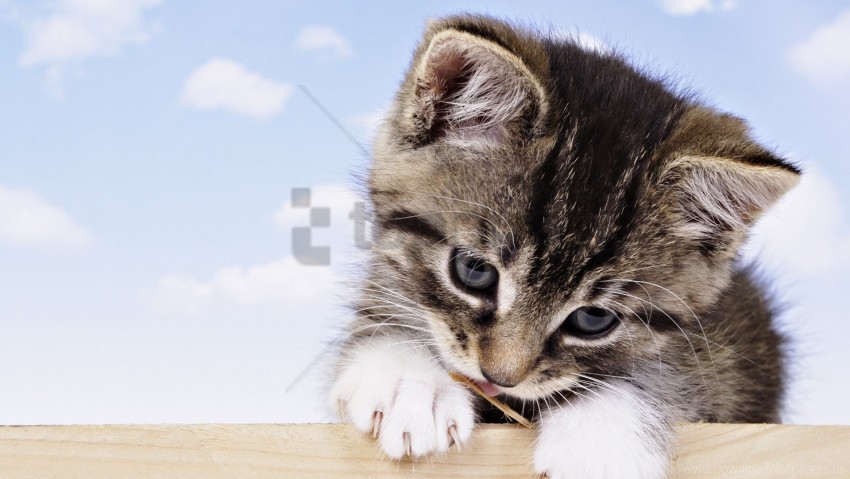 face kitten spotted wallpaper Clear background PNG elements
