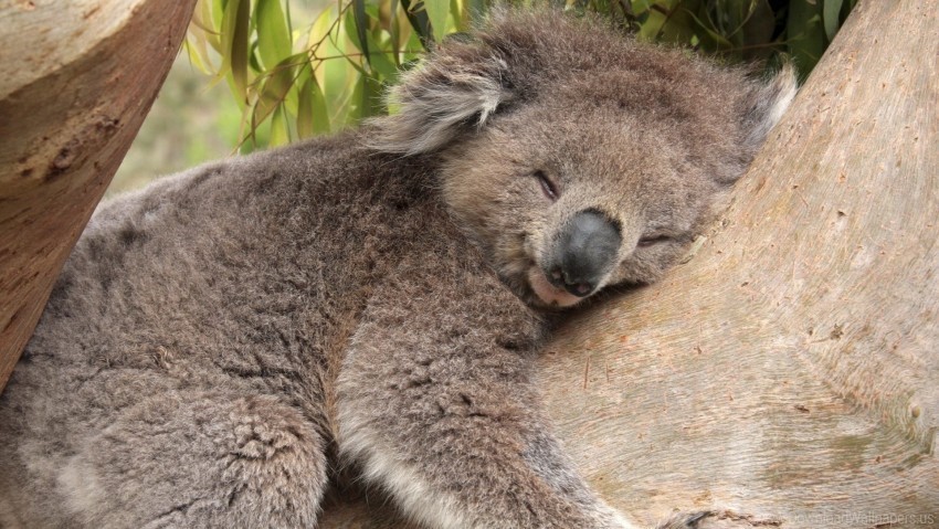 face koala lying down sleeping wallpaper Transparent Background Isolated PNG Item