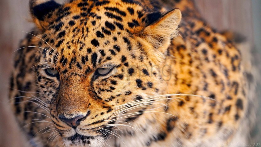 face leopard look spotted tired wallpaper PNG images with no limitations