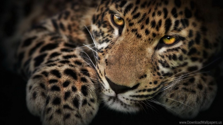 face leopard predator shadow wallpaper PNG transparent graphics comprehensive assortment