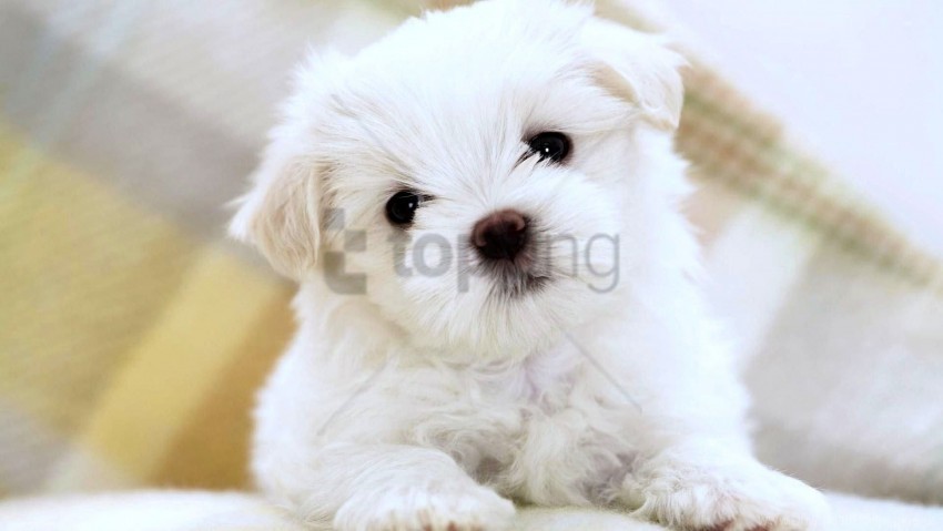 face light puppy sit wallpaper Free PNG images with transparent layers compilation