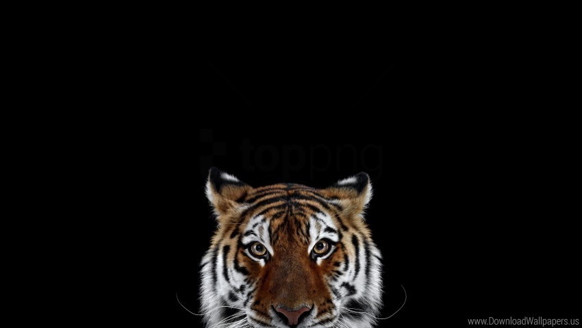face look predator striped tiger wallpaper PNG images with alpha transparency layer
