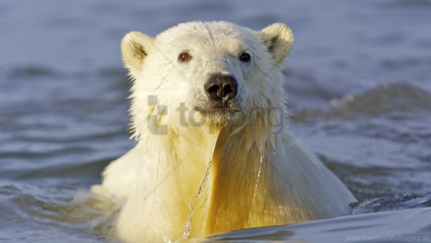 face polar bear swim water wallpaper PNG image with no background