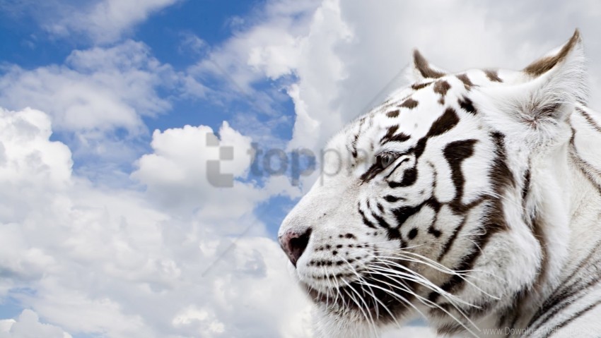 face predator sky tiger wallpaper PNG files with no backdrop pack