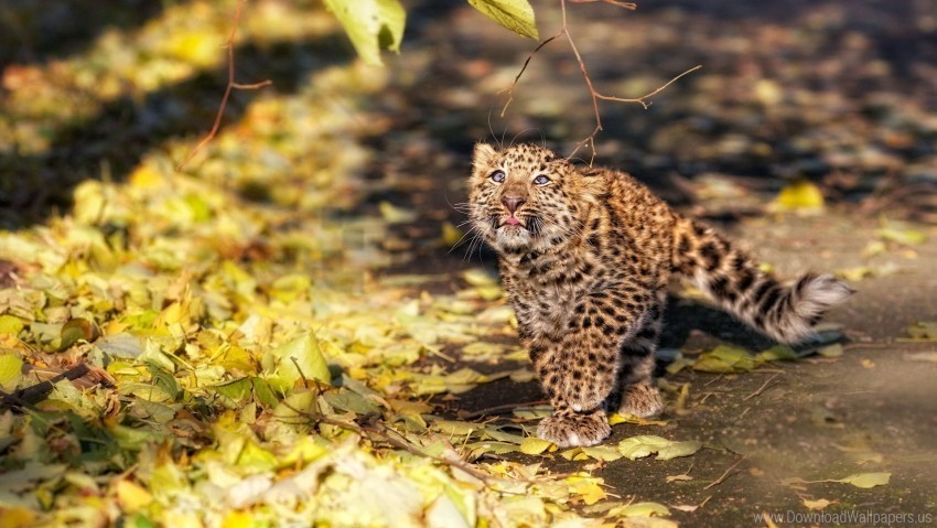 fall kitten leaves leopard wallpaper Isolated Subject in Clear Transparent PNG