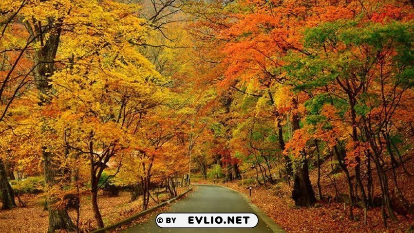 fall road PNG for online use