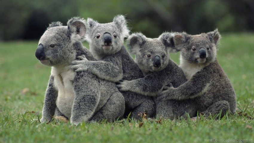 family grass koalas sit wallpaper Free PNG transparent images